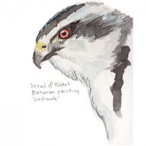 bateman goshawk